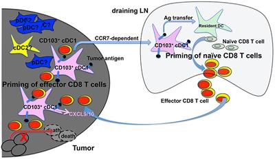 Dendritic Cells and CD8 T Cell Immunity in Tumor Microenvironment